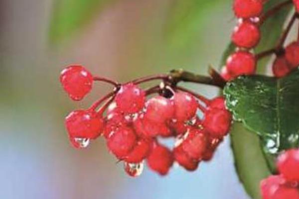 金玉满堂为什么会掉叶掉果，一般是浇水过少、温度过低、施肥不足等因素引起