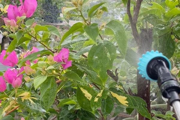花里有小飞虫如何处理，喷洒食醋水可驱除介壳虫等害虫