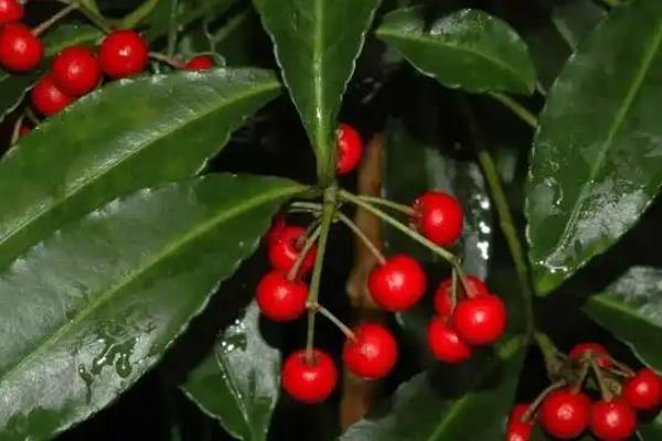 金玉满堂为什么会掉叶掉果，一般是浇水过少、温度过低、施肥不足等因素引起