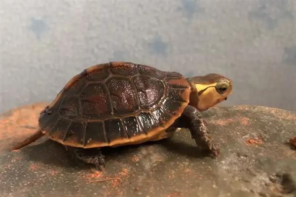 黄缘龟冬眠前需要清肠吗,冬眠期间体内食物过多会引起肠胃疾病