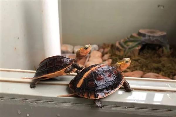 黄缘龟冬眠前需要清肠吗,冬眠期间体内食物过多会引起肠胃疾病