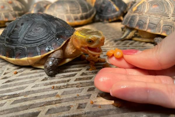 黄缘龟冬眠前需要清肠吗,冬眠期间体内食物过多会引起肠胃疾病