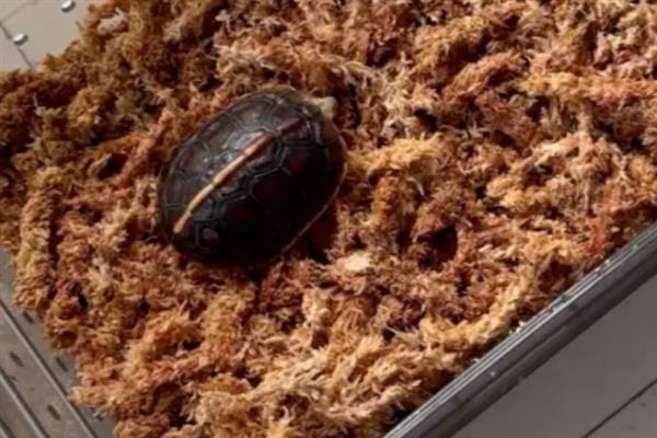 黄缘龟冬眠前需要清肠吗,冬眠期间体内食物过多会引起肠胃疾病