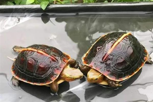 黄缘龟冬眠前需要清肠吗,冬眠期间体内食物过多会引起肠胃疾病