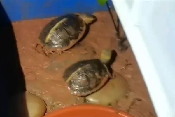 黄缘龟冬眠前需要清肠吗,冬眠期间体内食物过多会引起肠胃疾病