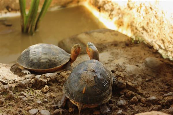黄缘龟冬眠前需要清肠吗,冬眠期间体内食物过多会引起肠胃疾病