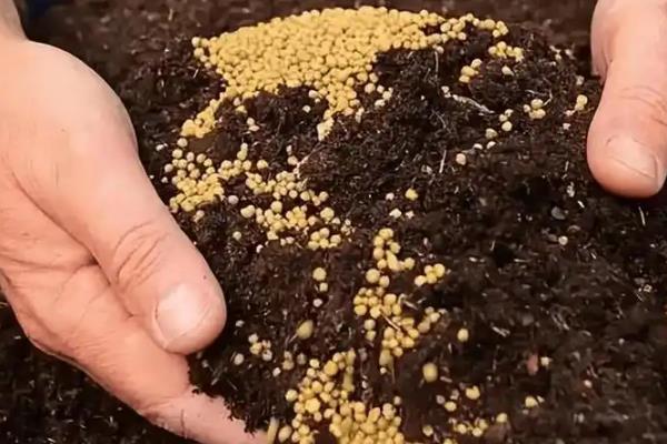 金玉满堂为什么会掉叶掉果，一般是浇水过少、温度过低、施肥不足等因素引起