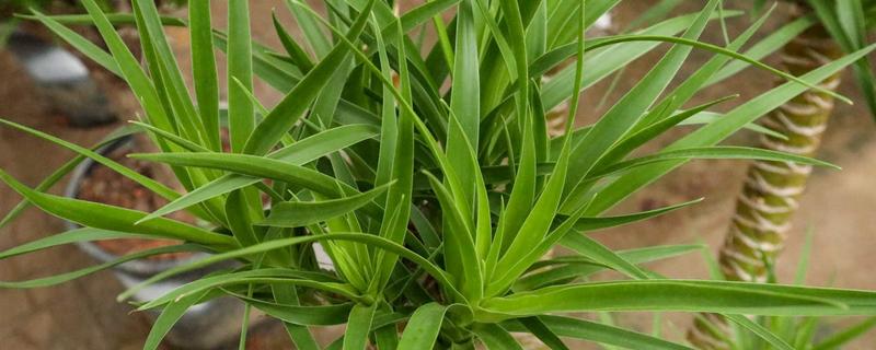 龙须树叶子如何修剪，生长过密的叶片从基部剪除