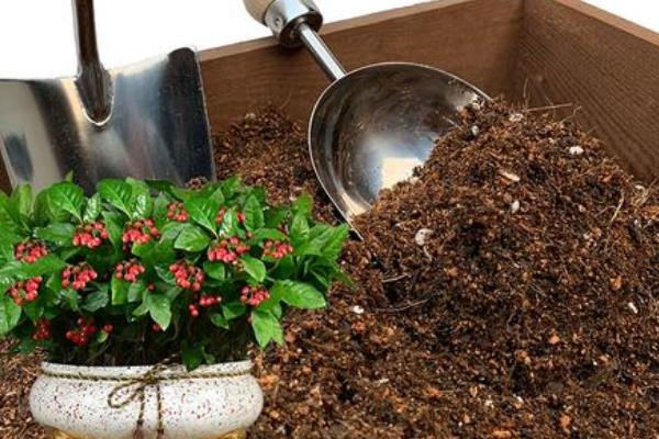 金玉满堂为什么会掉叶掉果，一般是浇水过少、温度过低、施肥不足等因素引起