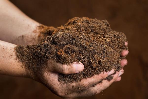 金玉满堂为什么会掉叶掉果，一般是浇水过少、温度过低、施肥不足等因素引起