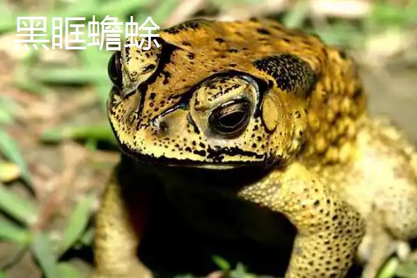 蟾蜍有什么种类，主要分为中华蟾蜍、黑眶蟾蜍等10个品种