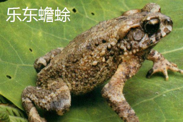 蟾蜍有什么种类，主要分为中华蟾蜍、黑眶蟾蜍等10个品种