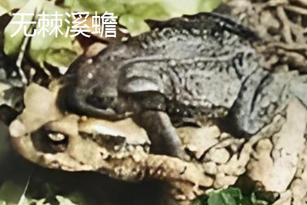 蟾蜍有什么种类，主要分为中华蟾蜍、黑眶蟾蜍等10个品种