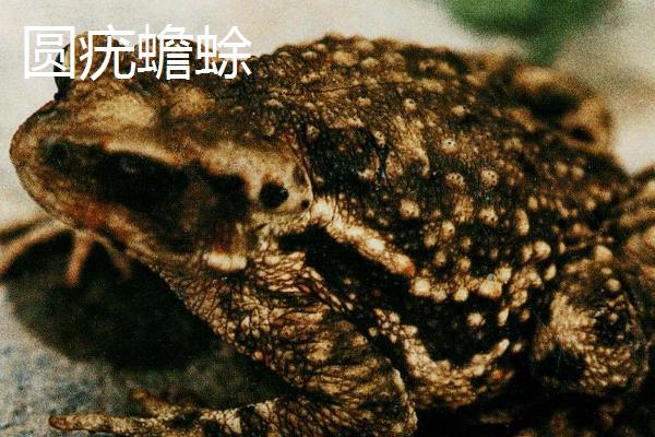 蟾蜍有什么种类，主要分为中华蟾蜍、黑眶蟾蜍等10个品种