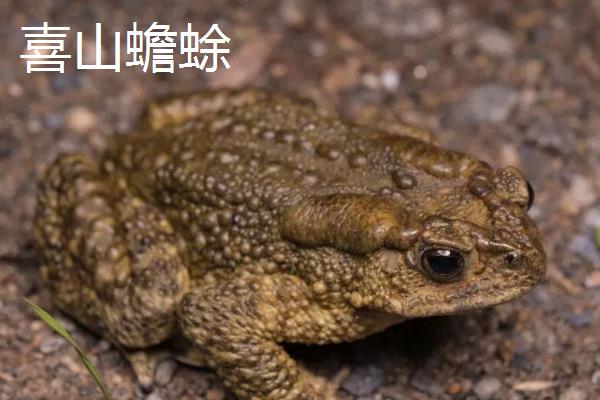 蟾蜍有什么种类，主要分为中华蟾蜍、黑眶蟾蜍等10个品种