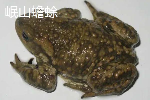 蟾蜍有什么种类，主要分为中华蟾蜍、黑眶蟾蜍等10个品种