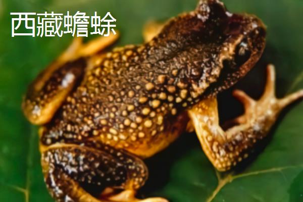 蟾蜍有什么种类，主要分为中华蟾蜍、黑眶蟾蜍等10个品种