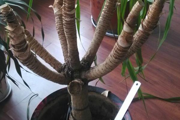 龙须树叶子如何修剪，生长过密的叶片从基部剪除