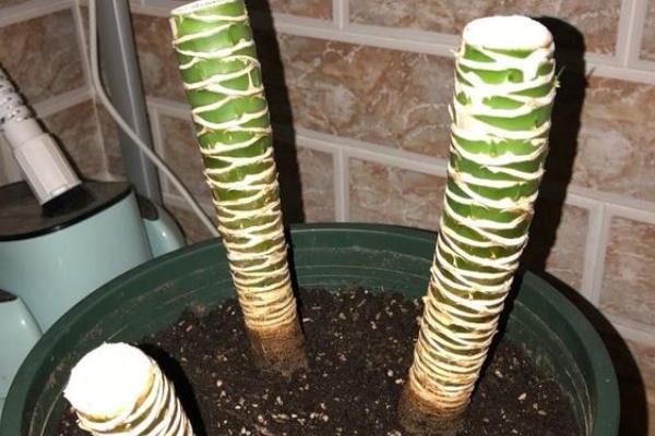 龙须树叶子如何修剪，生长过密的叶片从基部剪除