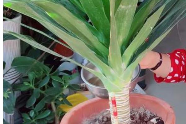 龙须树叶子如何修剪，生长过密的叶片从基部剪除