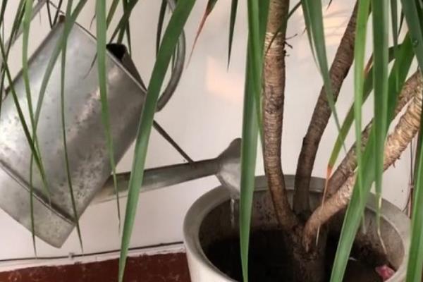 龙须树叶子如何修剪，生长过密的叶片从基部剪除