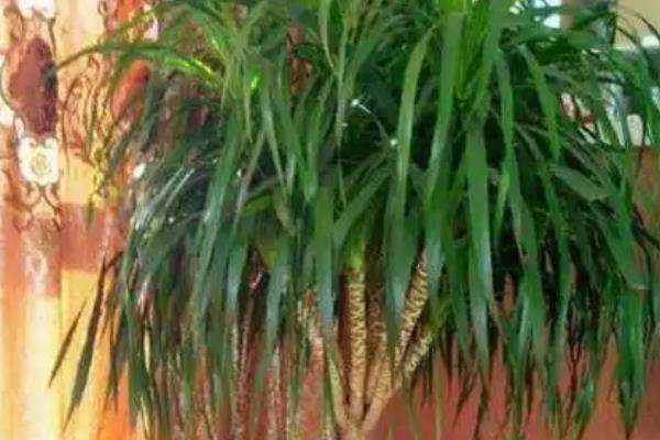 龙须树叶子如何修剪，生长过密的叶片从基部剪除