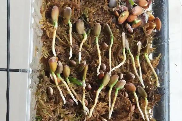怎么用过氧化氢溶液浸泡菠菜种子，气温越高浸泡时间越短