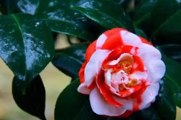 茶花铁锈病如何处理，及时剪去病叶