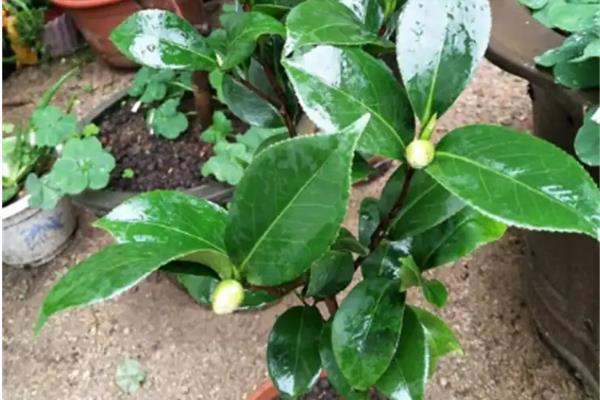 茶花铁锈病如何处理，及时剪去病叶