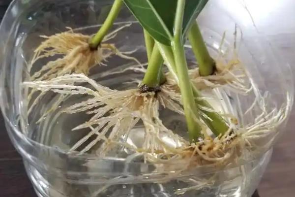 树木生根剂的替代品，食糖溶液、米醋溶液、柳条汁液可作为替代物