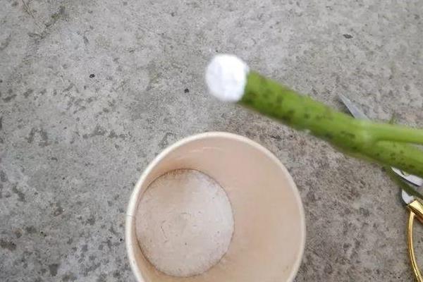 树木生根剂的替代品，食糖溶液、米醋溶液、柳条汁液可作为替代物