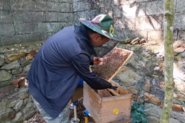人工分蜂的适宜时间，主要取决于自然条件、蜂群条件