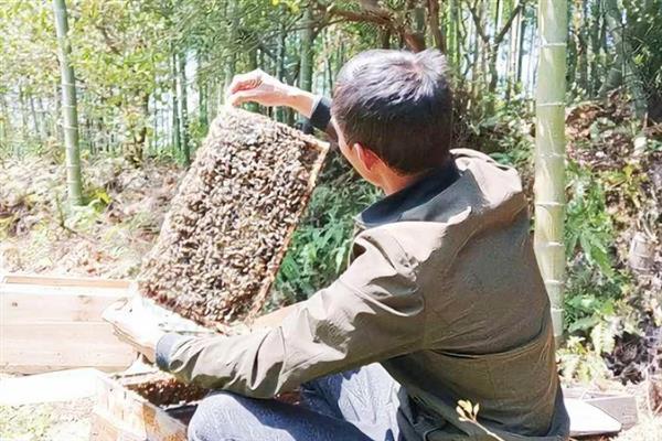 人工分蜂的适宜时间，主要取决于自然条件、蜂群条件