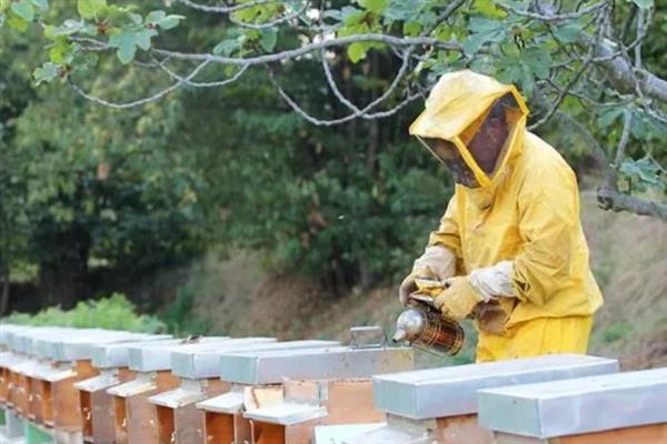 人工分蜂的适宜时间，主要取决于自然条件、蜂群条件