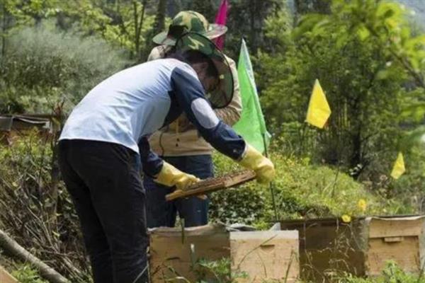 人工分蜂的适宜时间，主要取决于自然条件、蜂群条件