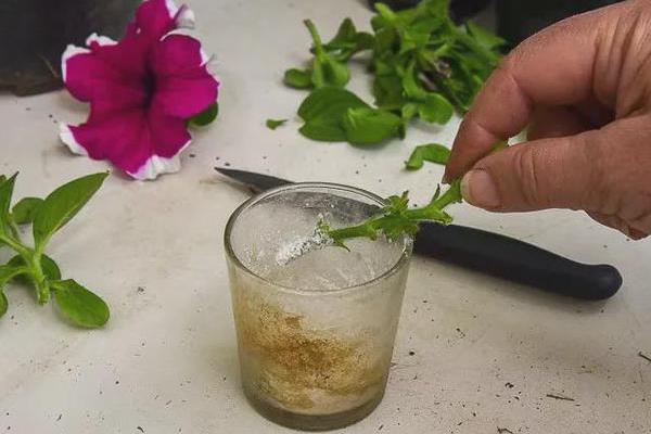 树木生根剂的替代品，食糖溶液、米醋溶液、柳条汁液可作为替代物