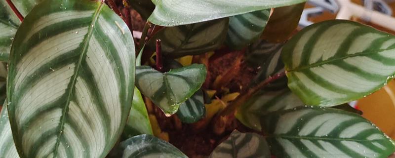 孔雀竹芋的养殖方法，使用偏酸的腐殖土壤为佳