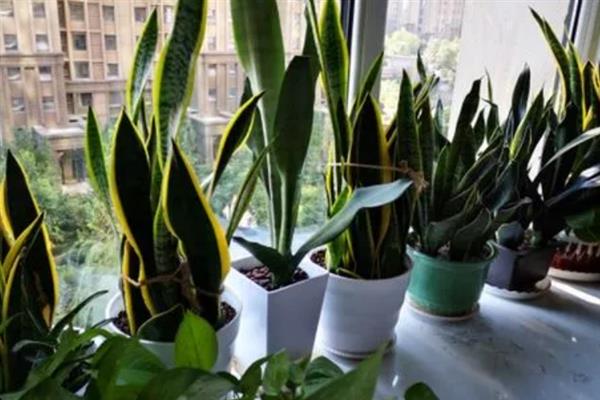 家养虎皮兰不吉利吗，家里养虎皮是不吉利的