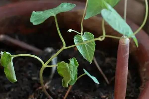 牵牛花苗如何养护，适合生长在温暖的环境中