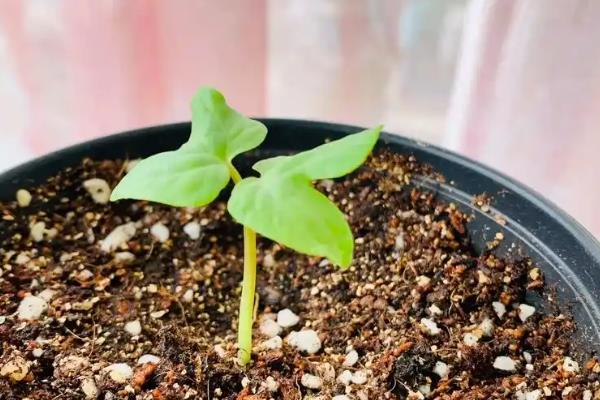 牵牛花苗如何养护，适合生长在温暖的环境中