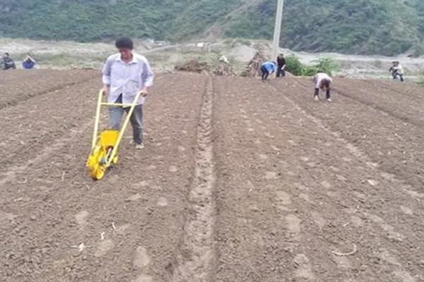 天门冬怎么种植，每个穴播种3-4颗
