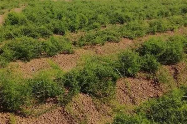 天门冬怎么种植，每个穴播种3-4颗