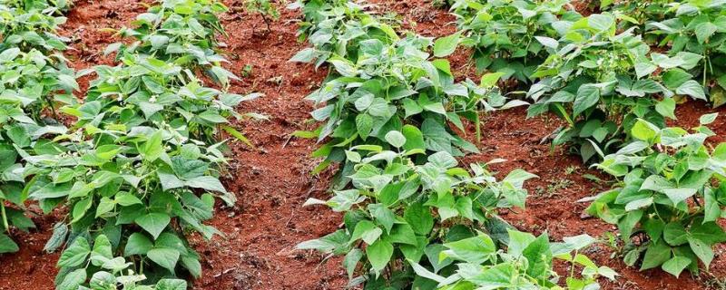 秋云豆的种植方法，要根据当地的气候进行播种