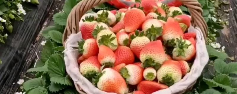 天仙醉草莓苗的品种介绍，株高约在22厘米左右