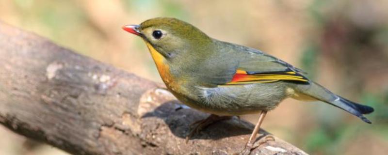 怎么快速养熟画眉鸟,亲自喂食可以培养信任