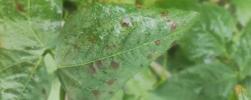 用什么药防治叶霉病，克菌丹、咯菌腈、百菌清等药物均可使用