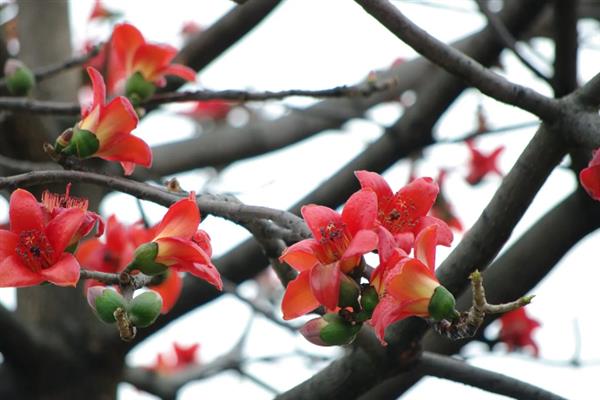 木棉花开放有什么含义,代表珍惜眼前人、红红火火、幸福快乐