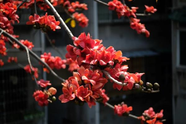 木棉花开放有什么含义,代表珍惜眼前人、红红火火、幸福快乐