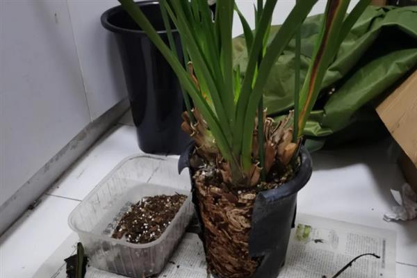 怎样让大花蕙兰再次开花，花谢后将花梗从基部剪掉