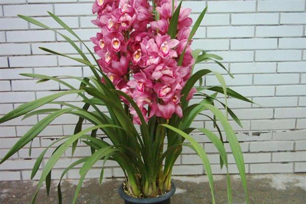 怎样让大花蕙兰再次开花，花谢后将花梗从基部剪掉